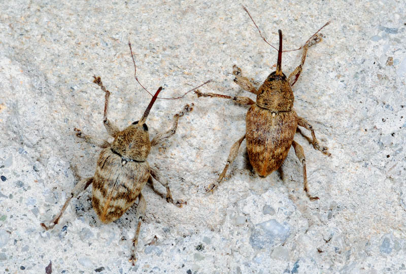 Curculio sp